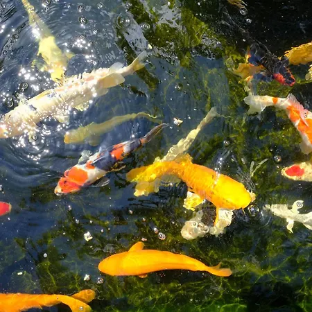 Casa de hóspedes Anna's House Borgagne