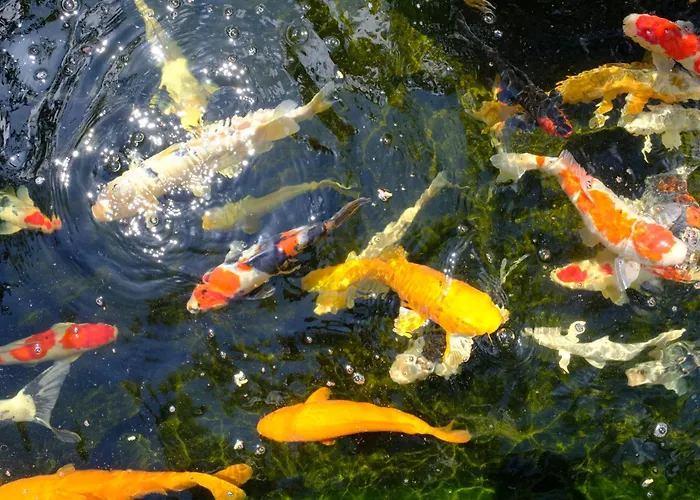 Pensión Anna's House Borgagne